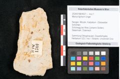 Foto (Objekt + Etikett) von Myrica lignitum Unger (NHMW-GEO-2024-0188-4021)